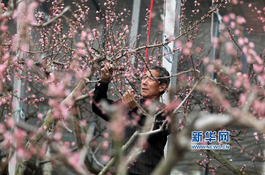 #（社會）（1）桃花朵朵開