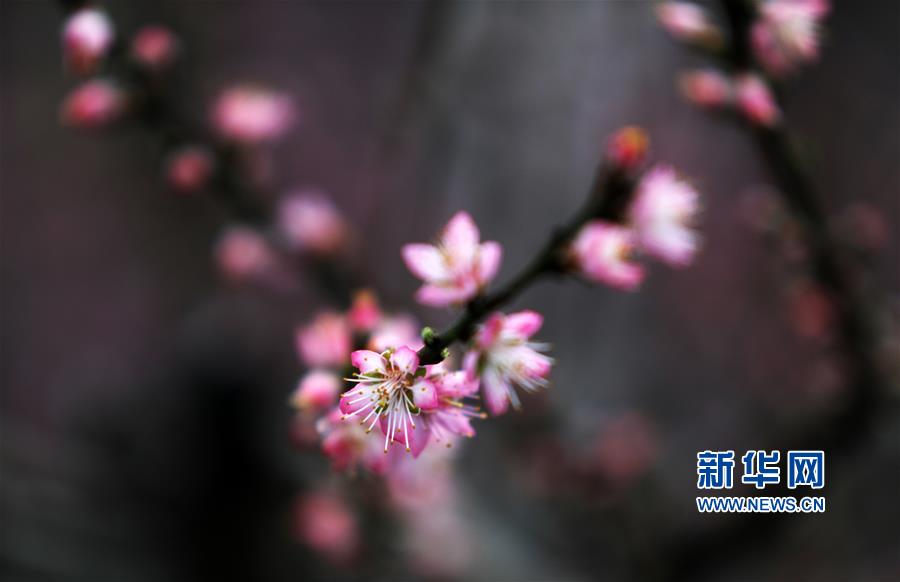 #（社會）（3）桃花朵朵開