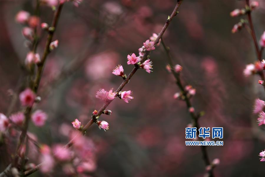 #（社會）（4）桃花朵朵開