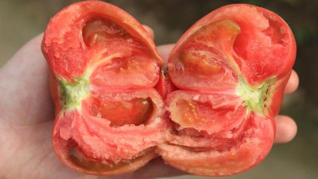 草莓口味？巧克力口味？天價西紅柿真這么好吃嗎？